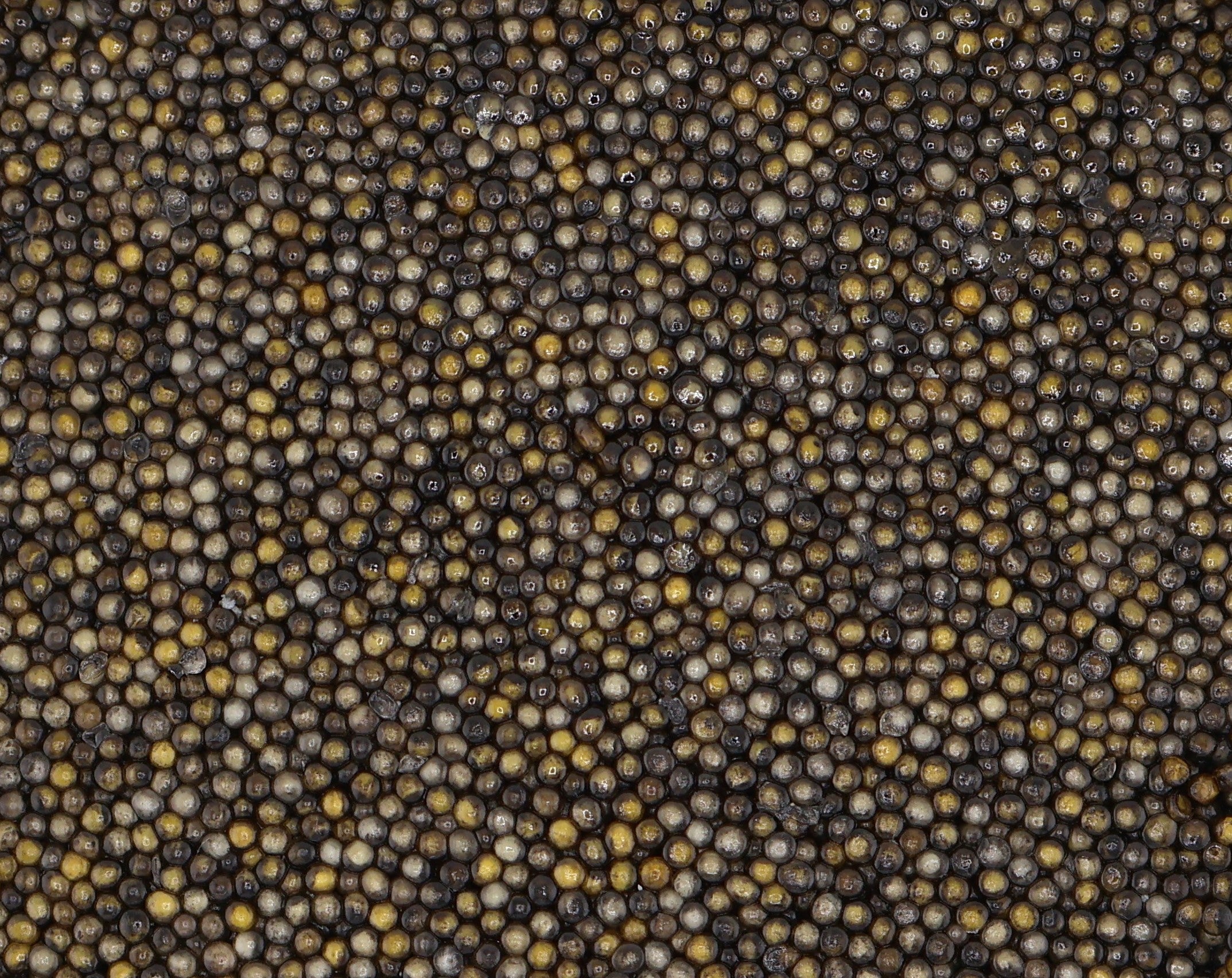 Sterlet Caviar – small, smooth sturgeon roe with a mild, earthy flavor. Versatile and delicate caviar, perfect for fine dining and gourmet dishes. Buy fresh Sterlet Caviar online with free overnight shipping.